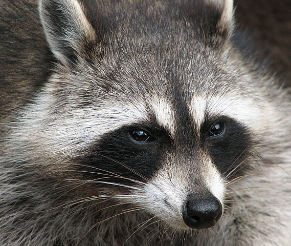 Close-up of a raccoon's face