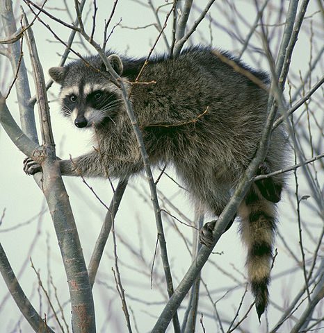 A raccoon in a tree