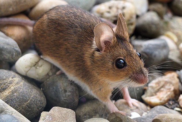 A wood mouse standing on pebbles